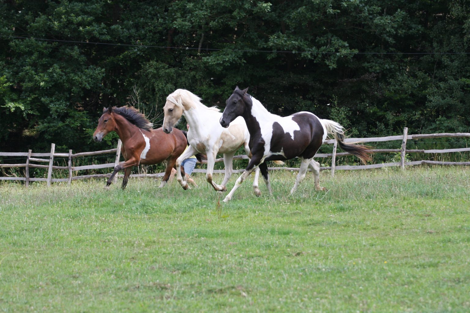 About Us Rocky Mountain Horses