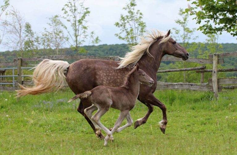 Meet the largest herd of Rocky Mountain Horses in Europe