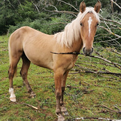 Horses for Sale Rocky Mountain Horses