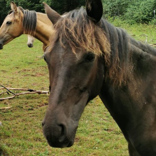Horses for Sale Rocky Mountain Horses