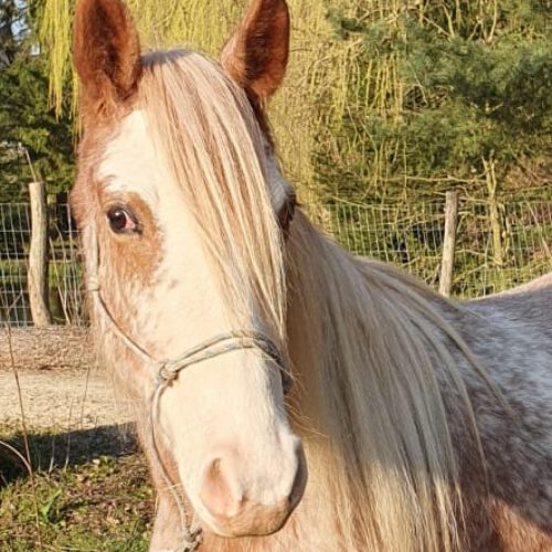 Horses for Sale Rocky Mountain Horses