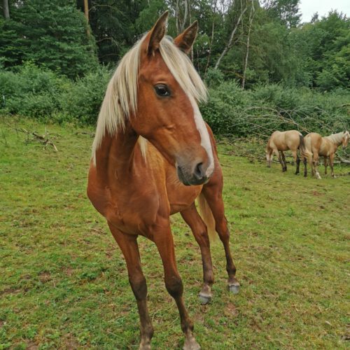 Horses for Sale Rocky Mountain Horses