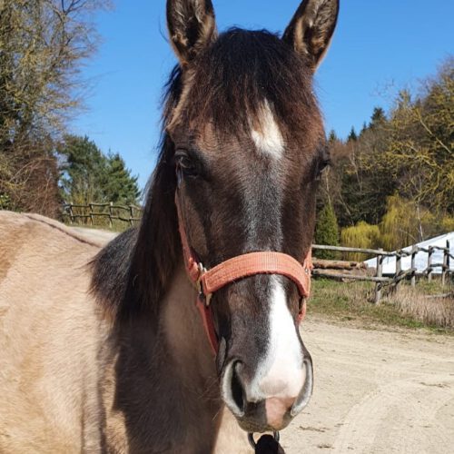 Horses for Sale Rocky Mountain Horses