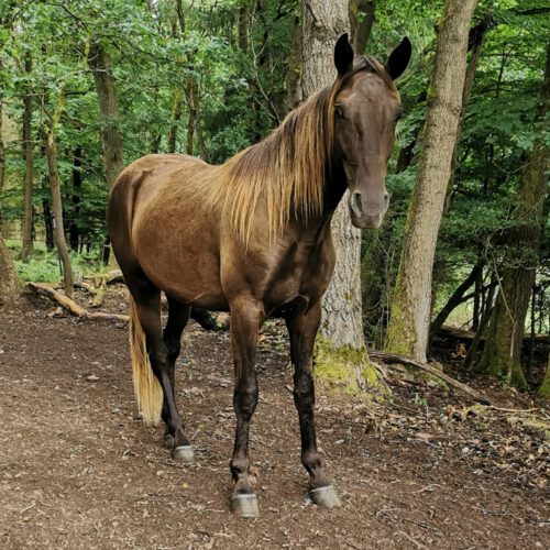 Horses for Sale Rocky Mountain Horses