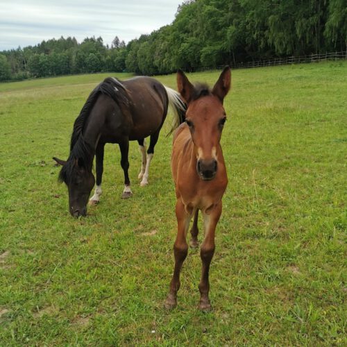 Horses for Sale Rocky Mountain Horses