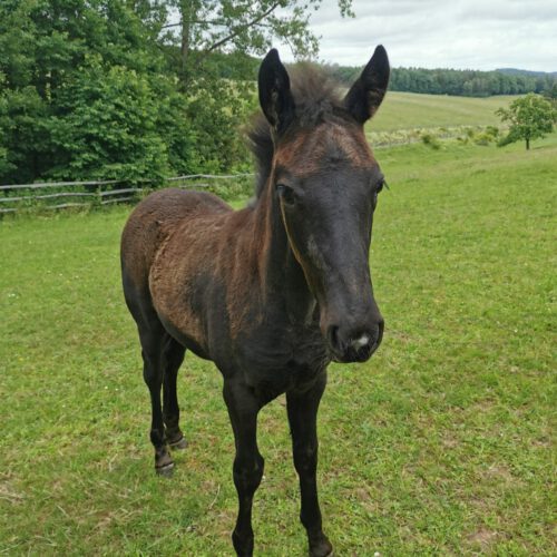 Horses for Sale Rocky Mountain Horses