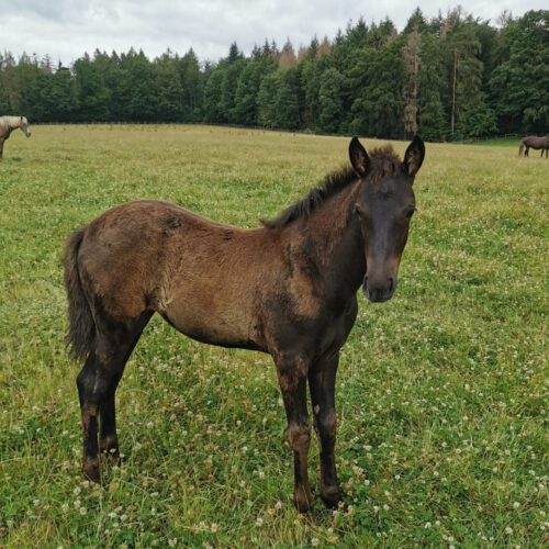 Horses for Sale Rocky Mountain Horses