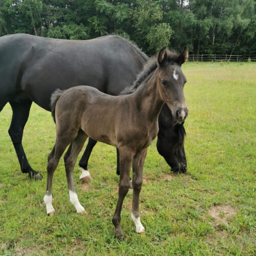 Horses for Sale Rocky Mountain Horses