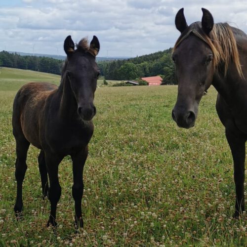 Horses for Sale Rocky Mountain Horses