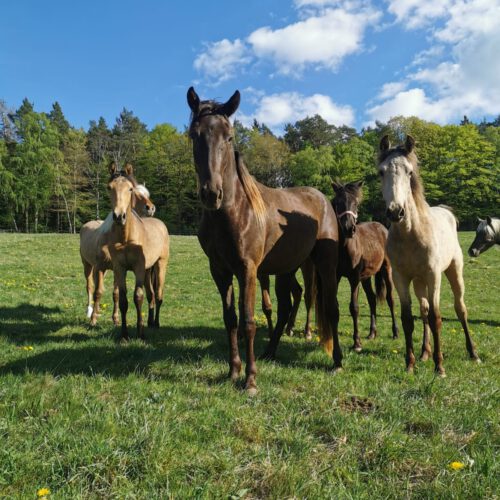 Horses for Sale Rocky Mountain Horses