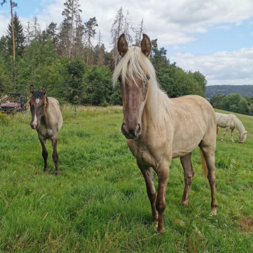 Horses for Sale Rocky Mountain Horses