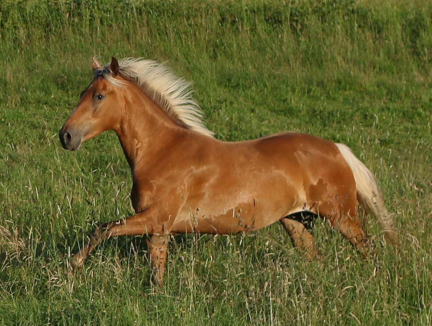 classic ivory champagne horse