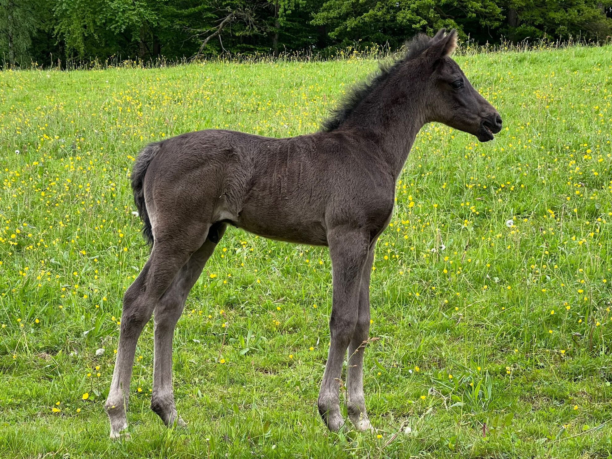 Foals - Rocky Mountain Horses